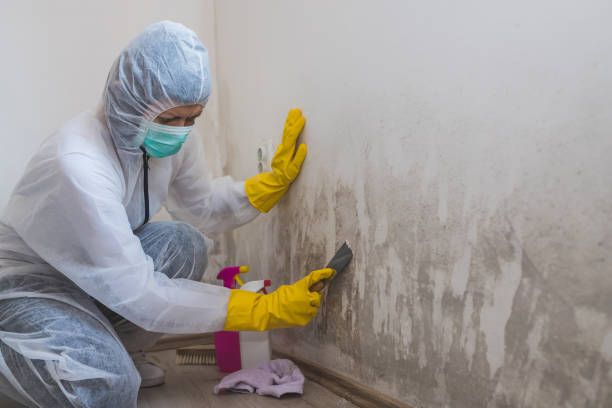 Temple City, CA Mold Inspection, Removal & Remediation Company